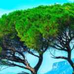 Árboles y arbustos: los diferentes portes