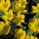 Eranthis o anémona amarilla: plantación, cultivo