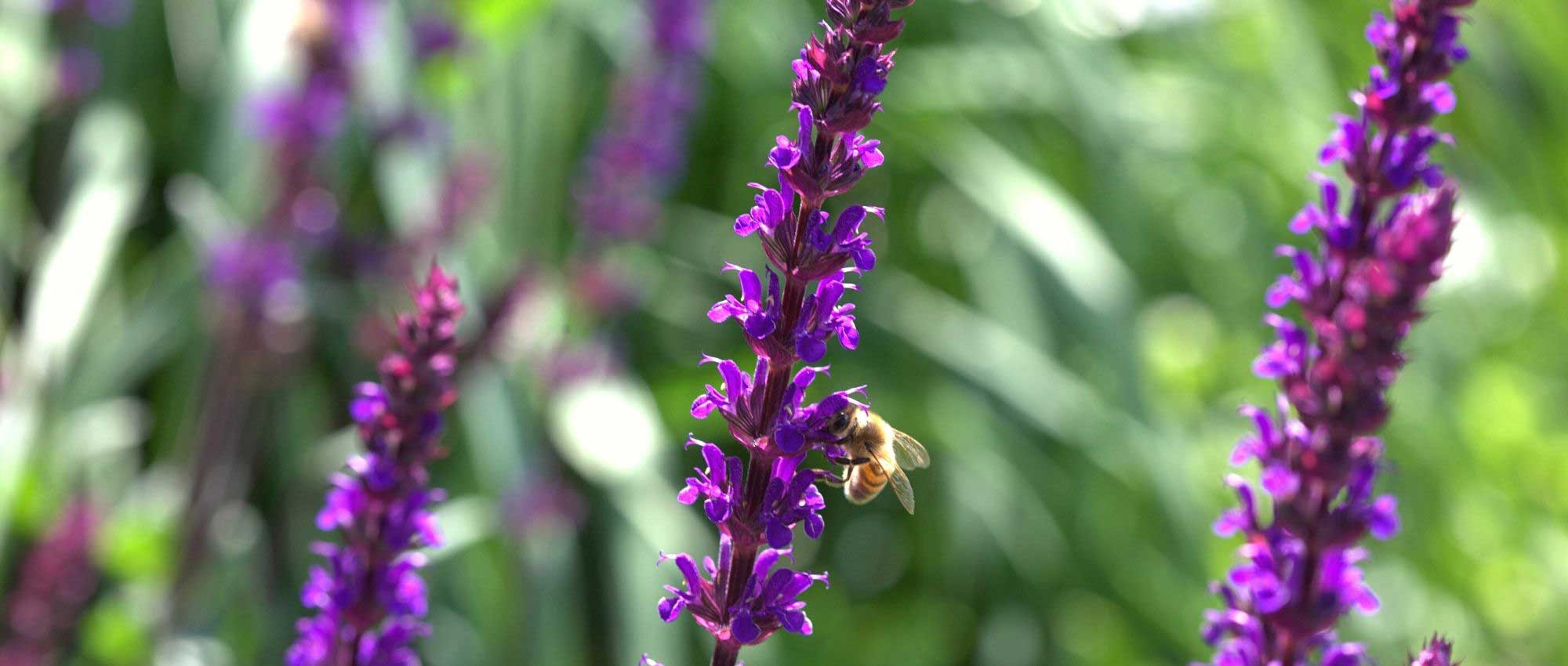 10 plantas con flores en espiga: las variedades más bellas