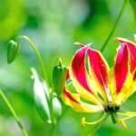 Gloriosa: plantar, cultivar y cuidar