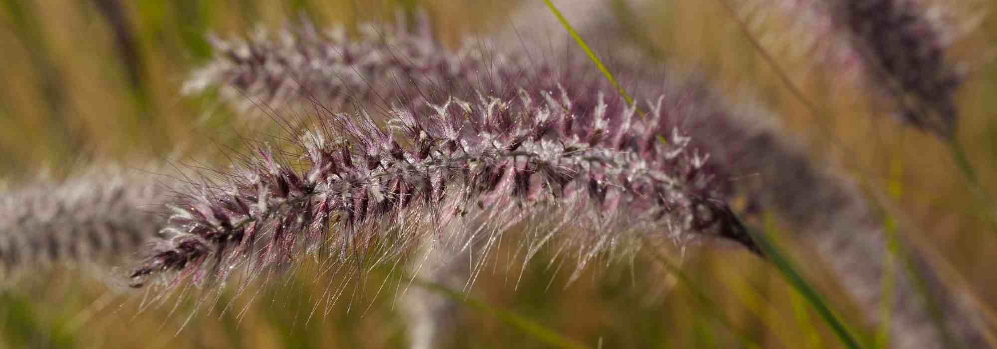 6 gramíneas para maceta