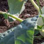 Hortalizas de raíz: 7 variedades imprescindibles