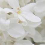 Lilas blancas: 5 variedades de flor blanca para el jardín