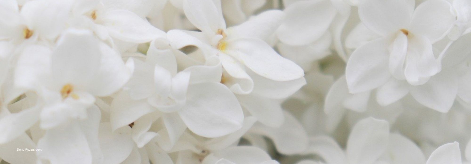 Lilas blancas: 5 variedades de flor blanca para el jardín