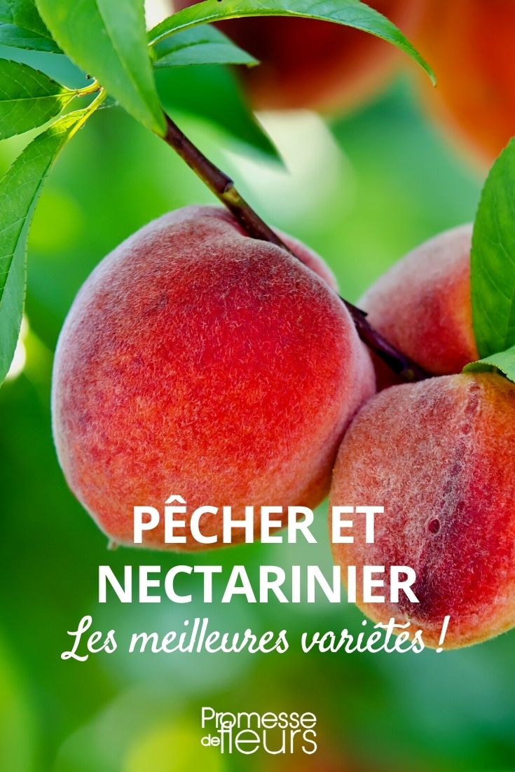Melocotonero-nectarino-Las-mejores-variedades