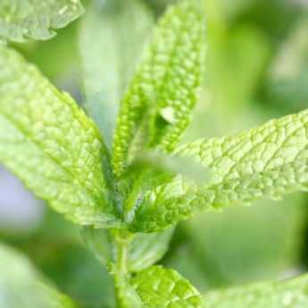 ¿Cómo hacer un esqueje de menta?