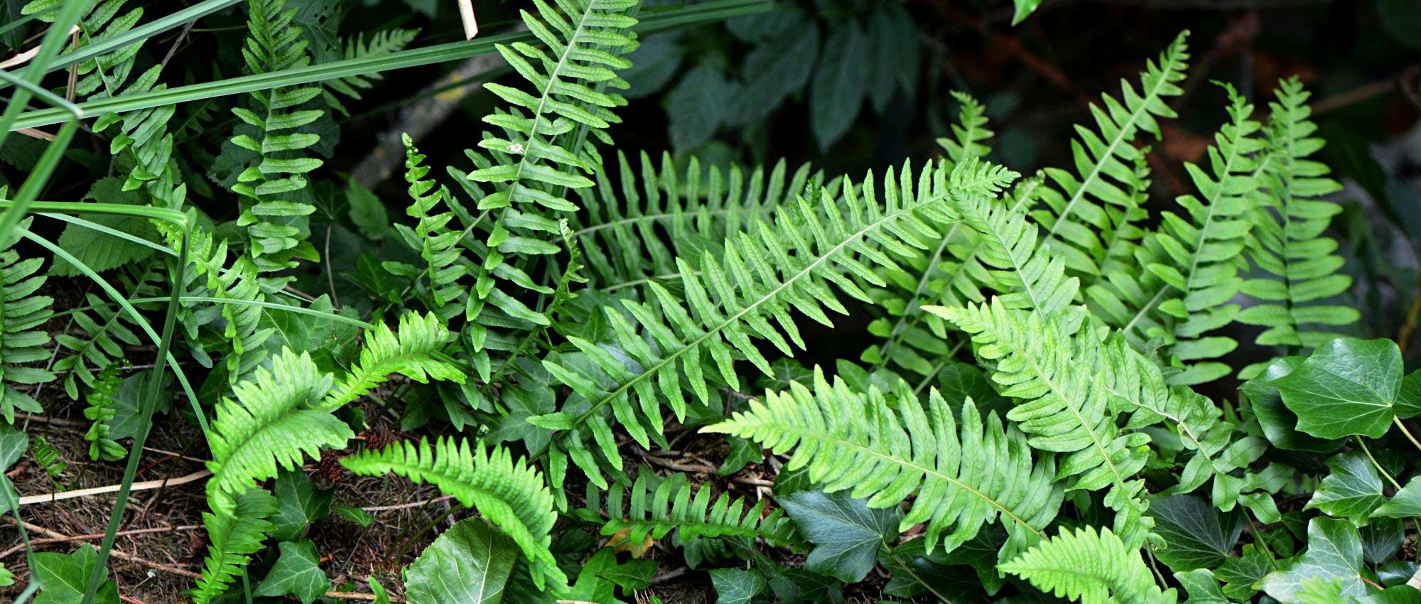Polypodium: plantar, cultivar y cuidar