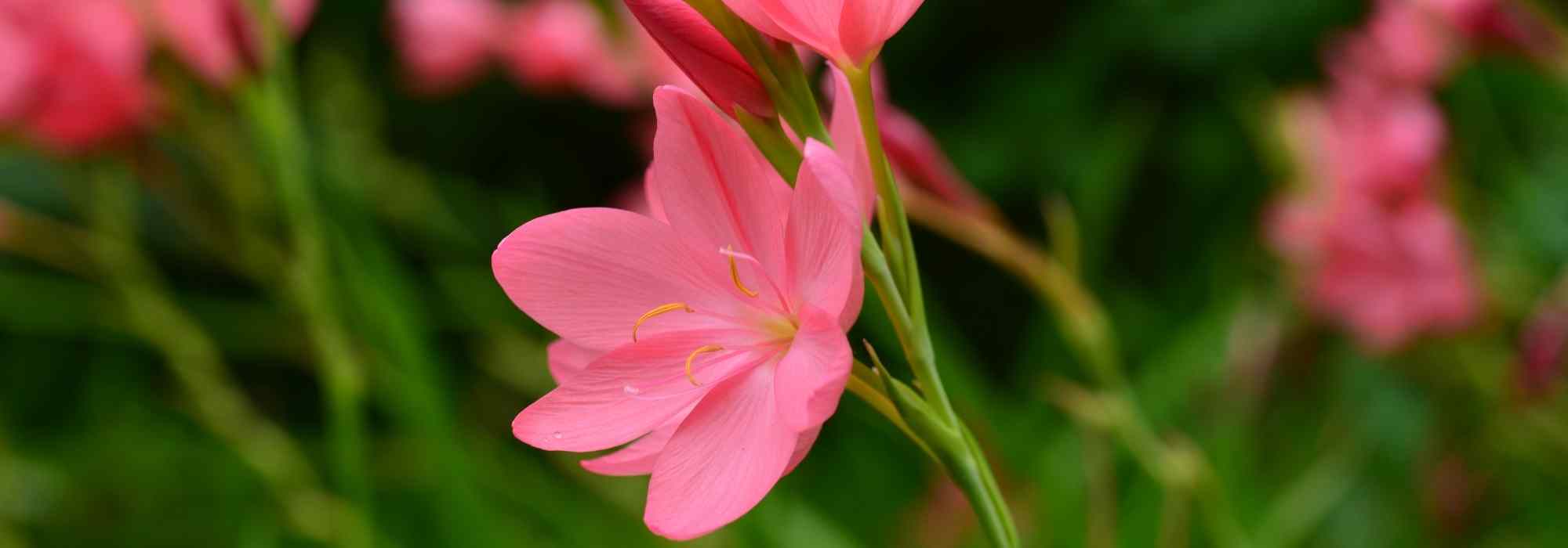 Schizostylis: plantación, cultivo