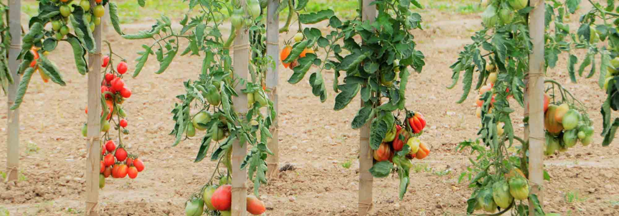 Tomate: 7 variedades para principiantes