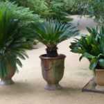 Proteger tus arbustos mediterráneos en invierno