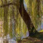 10 árboles de sombra