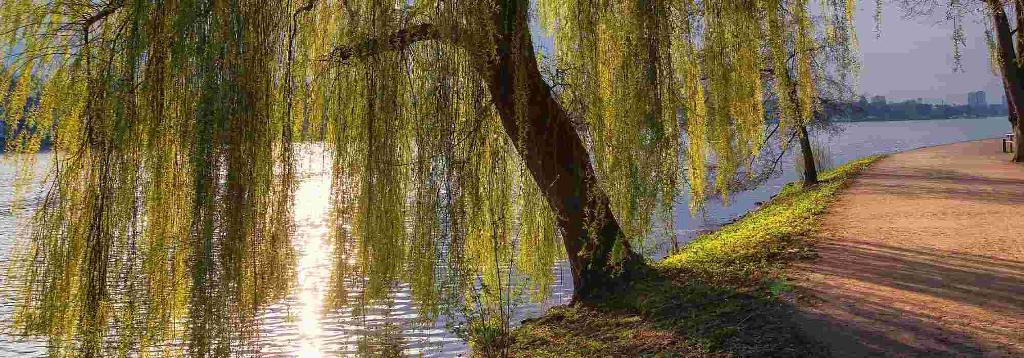 10 árboles de sombra