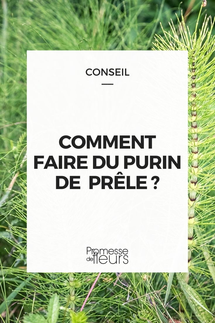 <h1>Cómo hacer purín de cola de caballo</h1>

<p>El purín de cola de caballo es un fertilizante natural muy eficaz, ideal para fortalecer las plantas y combatir enfermedades. A continuación, te explicamos cómo prepararlo.</p>

<h2>Ingredientes necesarios</h2>
<ul>
    <li>Cola de caballo fresca o seca</li>
    <li>Agua</li>
</ul>

<h2>Instrucciones</h2>
<ol>
    <li>Reúne aproximadamente 1 kg de cola de caballo fresca o 200 g si es seca.</li>
    <li>Coloca la cola de caballo en un recipiente grande.</li>
    <li>Agrega 10 litros de agua al recipiente.</li>
    <li>Cubre el recipiente con una tapa o una malla para evitar que entren insectos.</li>
    <li>Deja macerar la mezcla durante 10 a 15 días, removiendo ocasionalmente.</li>
    <li>Cuando el purín esté listo, cuélalo para separar los restos de planta.</li>
    <li>Almacena el purín en un recipiente oscuro y fresco.</li>
</ol>

<h2>Uso del purín de cola de caballo</h2>
<p>El purín se puede diluir en agua (1 parte de purín por 10 partes de agua) y utilizarlo para regar las plantas o como spray foliar. Es especialmente útil para plantas que son propensas a enfermedades fúngicas.</p>

<p>¡Disfruta de tus plantas saludables con este fertilizante natural!</p>