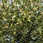 ¿Cómo deshacerse del muérdago?