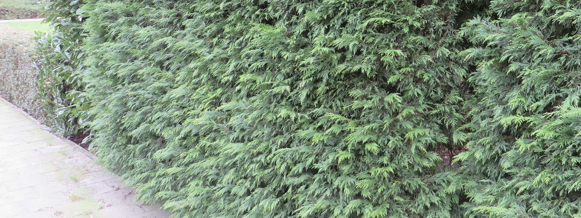 10 coníferas para setos, para delimitar espacios con estilo en el jardín