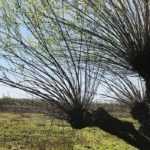 ¿Cómo podar y mantener un árbol desmochado?