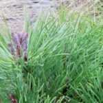 Coníferas de rocalla: 8 variedades excepcionales