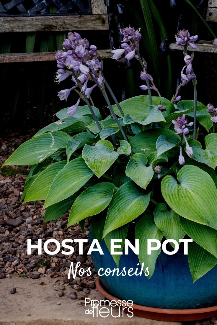 hosta en maceta cultivar hostas en maceta