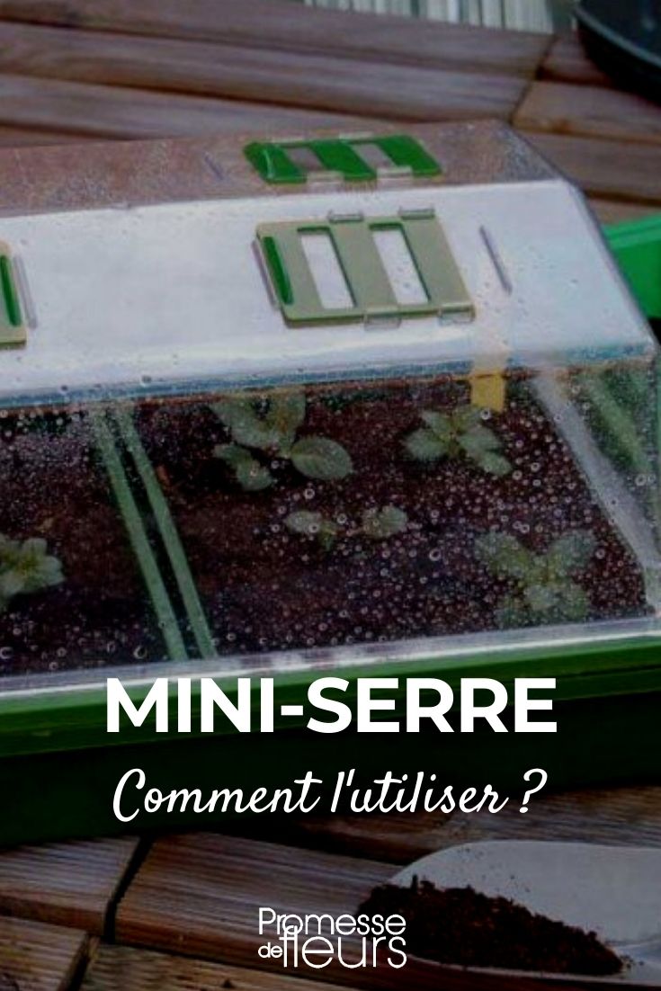 mini-invernadero: ¿cómo utilizarlo?