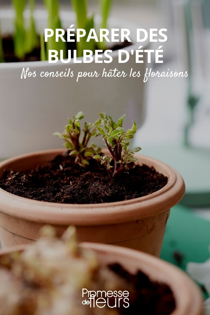 preparar bulbos de verano Comenzar los bulbos de verano