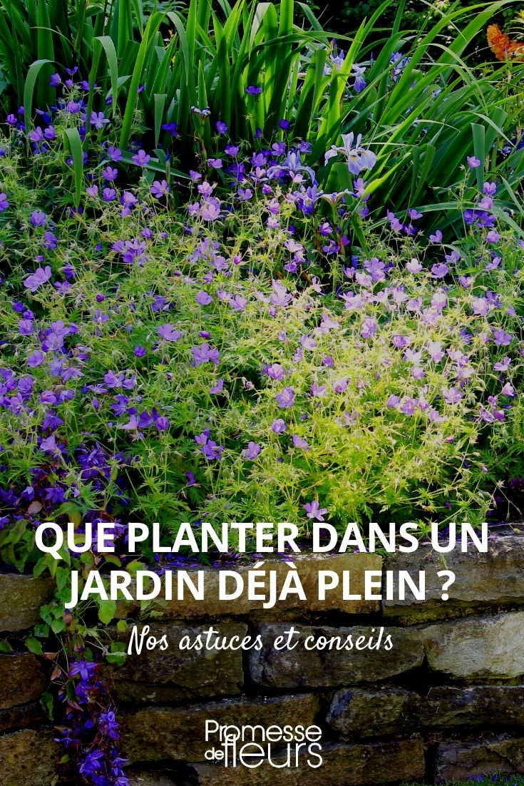 ¿Qué plantas elegir para un jardín ya lleno?