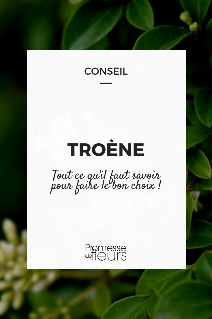 **Ligustrum: cómo elegir**

El ligustro (Ligustrum) es un arbusto o pequeño árbol muy popular en jardinería por su versatilidad y facilidad de cuidado. Si estás pensando en incorporar un ligustro a tu jardín, aquí te ofrecemos algunas claves para elegir la variedad que mejor se adapte a tus necesidades.

### 1. **Determina el uso que le darás**
   - **Setos y pantallas**: Si buscas crear un seto denso o una pantalla visual, el *Ligustrum vulgare* o el *Ligustrum ovalifolium* son excelentes opciones. Crecen rápidamente y responden bien a la poda.
   - **Jardinería ornamental**: Para un uso decorativo, el *Ligustrum japonicum* o el *Ligustrum sinense* ofrecen hojas brillantes y, en algunos casos, flores fragantes.

### 2. **Considera el clima y el suelo**
   - Los ligustros son plantas resistentes que se adaptan a una amplia gama de condiciones, pero es importante elegir una variedad que se ajuste a tu clima. Por ejemplo, el *Ligustrum lucidum* es ideal para climas más cálidos, mientras que el *Ligustrum vulgare* tolera mejor el frío.
   - Asegúrate de que el suelo esté bien drenado, ya que los ligustros no toleran el encharcamiento.

### 3. **Elige el tamaño adecuado**
   - Los ligustros pueden variar desde arbustos pequeños hasta árboles de varios metros de altura. Si tienes un espacio limitado, opta por variedades compactas como el *Ligustrum japonicum 'Texanum'*.

### 4. **Fíjate en el follaje y las flores**
   - Algunas variedades, como el *Ligustrum sinense 'Variegatum'*, tienen hojas variegadas que añaden un toque decorativo a tu jardín.
   - Si te gustan las flores, el *Ligustrum japonicum* produce pequeñas flores blancas muy fragantes en verano.

### 5. **Mantenimiento y poda**
   - Los ligustros son plantas de bajo mantenimiento, pero requieren podas regulares si se usan como setos. Elige una variedad que se adapte a tu disponibilidad de tiempo para el cuidado del jardín.

Con estas pautas, podrás seleccionar el ligustro perfecto para tu espacio y disfrutar de su belleza y funcionalidad durante muchos años. ¡Feliz jardinería!