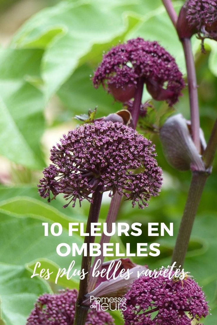 10 flores en umbela