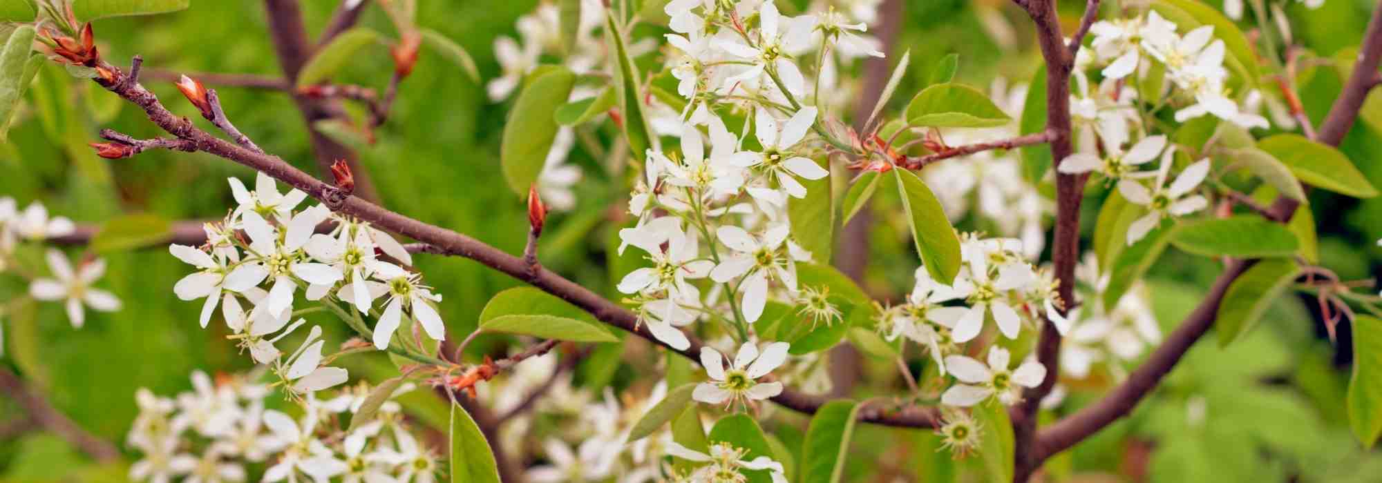 8 arbustos muy resistentes e insensibles a las heladas
