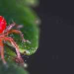 Araña roja: identificación y tratamiento