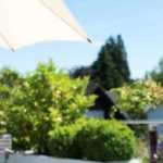 8 arbustos enanos para cultivar en macetas en un balcón orientado al oeste