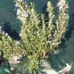 ¿Cómo elegir e instalar una malla antihierbas?