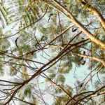 10 árboles para dar sombra a un jardín pequeño