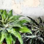 Mangave: plantar, cultivar y cuidar