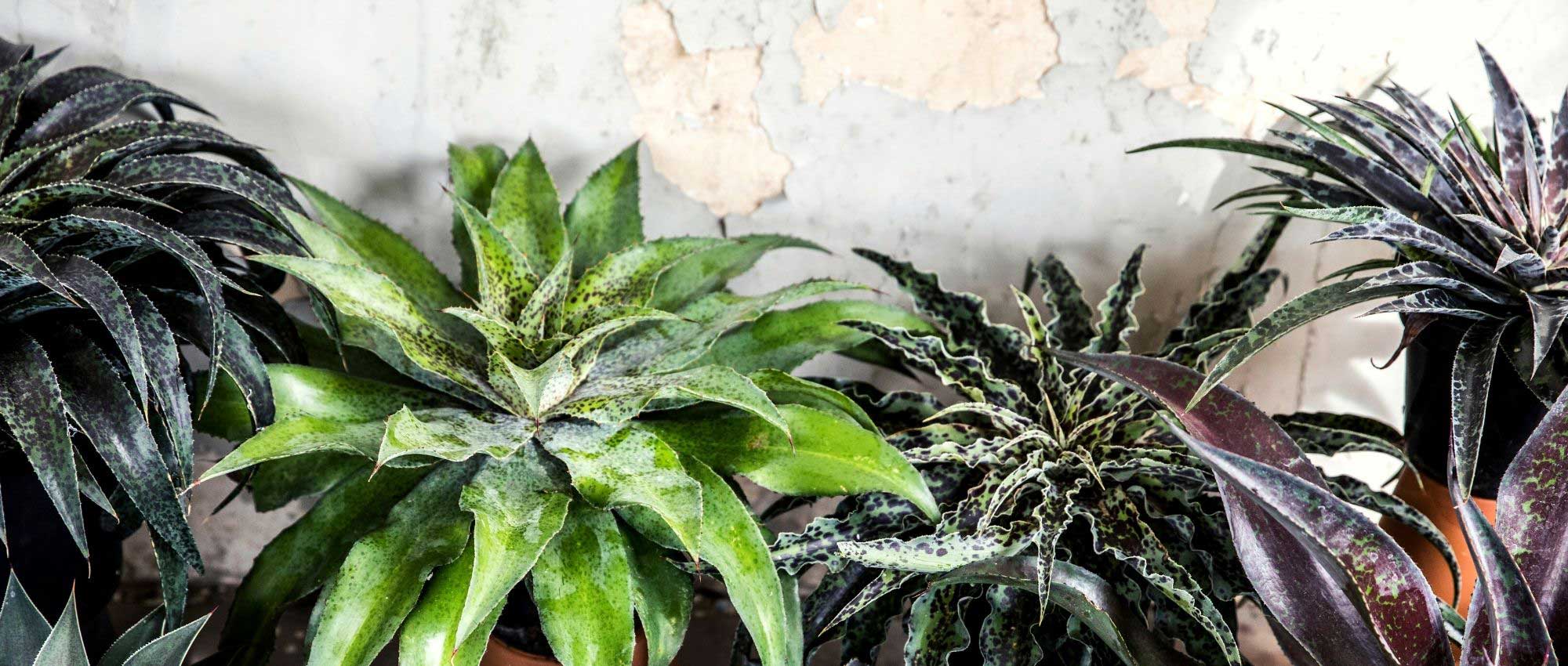 Mangave: plantar, cultivar y cuidar