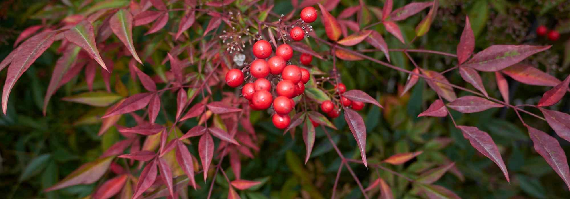 Nandina, Bambú sagrado: 5 ideas de combinaciones