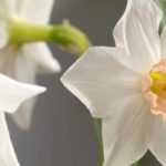 5 narcisos enanos de flores singulares para descubrir