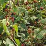 ¿Cómo desbrozar una zona de zarzas?