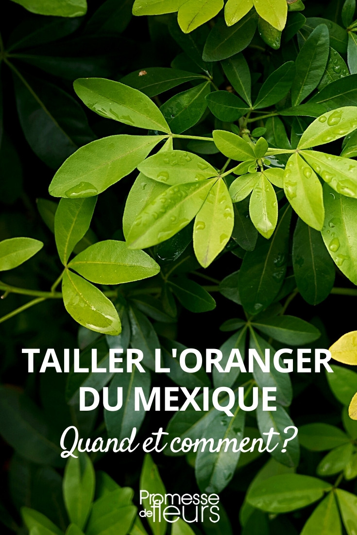 Podar el Naranjo de México