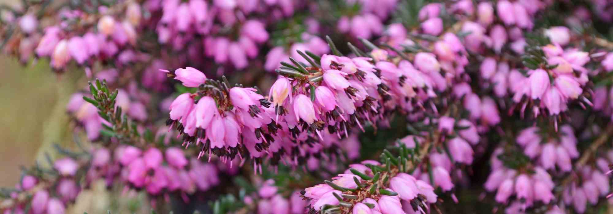 Podar un brezo: ¿cuándo y cómo?