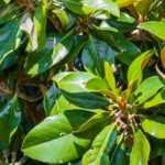 7 árboles para un jardín urbano