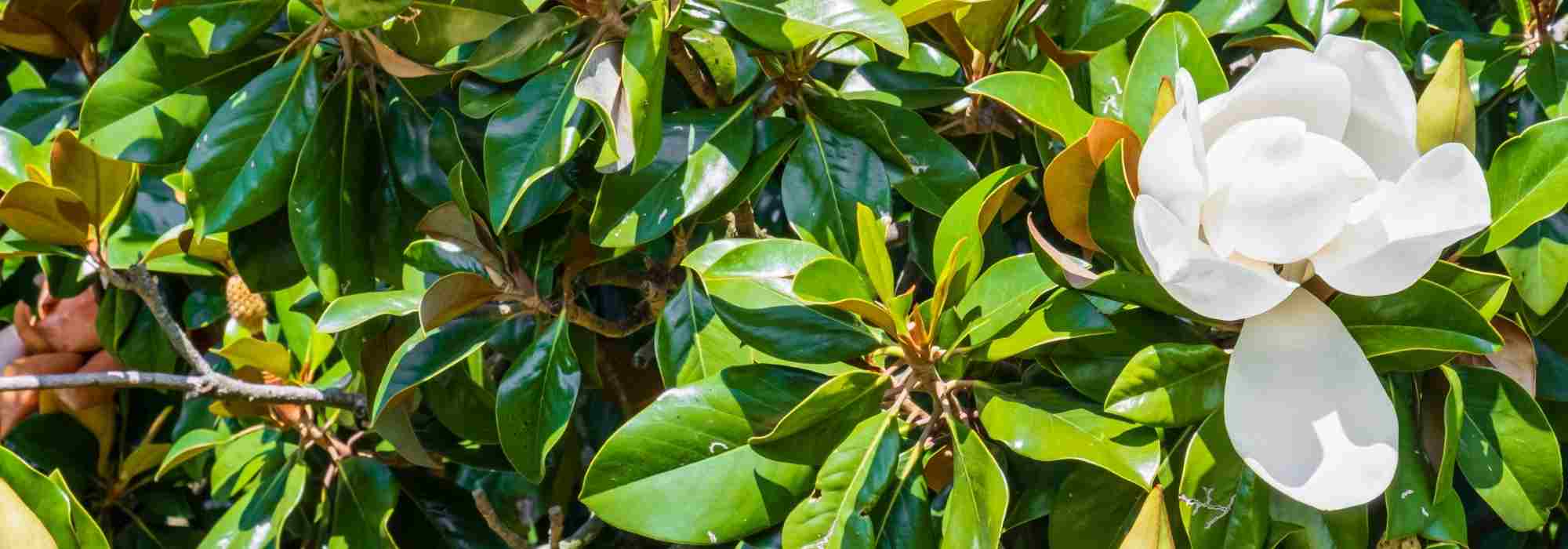 7 árboles para un jardín urbano