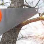 ¿Cuándo y cómo cortar una rama gruesa de un árbol?