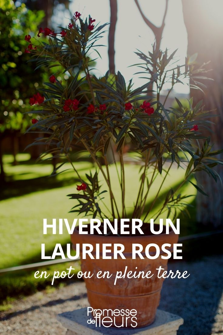 <h1>Hibernar un laurel rosa</h1>

<p>El laurel rosa es una planta mediterránea que necesita protección durante el invierno, especialmente en regiones con climas fríos. Aquí tienes algunos consejos para hibernar tu laurel rosa y asegurarte de que sobreviva hasta la primavera.</p>

<h2>1. Protección contra el frío</h2>
<p>Si vives en una zona donde las temperaturas bajan mucho, es esencial proteger tu laurel rosa. Puedes cubrir la base de la planta con un mantillo espeso y envolver las ramas con una tela geotextil o una manta térmica.</p>

<h2>2. Ubicación adecuada</h2>
<p>Si tu laurel rosa está en una maceta, llévalo a un lugar protegido, como un garaje, un invernadero o una habitación fresca y luminosa. Asegúrate de que reciba suficiente luz natural.</p>

<h2>3. Reducción del riego</h2>
<p>Durante el invierno, el laurel rosa entra en un período de reposo. Reduce el riego al mínimo necesario para evitar que las raíces se pudran. Solo riega cuando el sustrato esté completamente seco.</p>

<h2>4. Poda ligera</h2>
<p>Antes de que llegue el invierno, puedes realizar una poda ligera para eliminar las ramas muertas o dañadas. Esto ayudará a la planta a conservar su energía durante los meses fríos.</p>

<h2>5. Vigilancia de plagas</h2>
<p>Incluso en invierno, es importante vigilar la aparición de plagas como cochinillas o ácaros. Si detectas alguna, trata la planta con un insecticida adecuado.</p>

<p>Siguiendo estos consejos, tu laurel rosa estará listo para florecer de nuevo en primavera. ¡Buena suerte!</p>