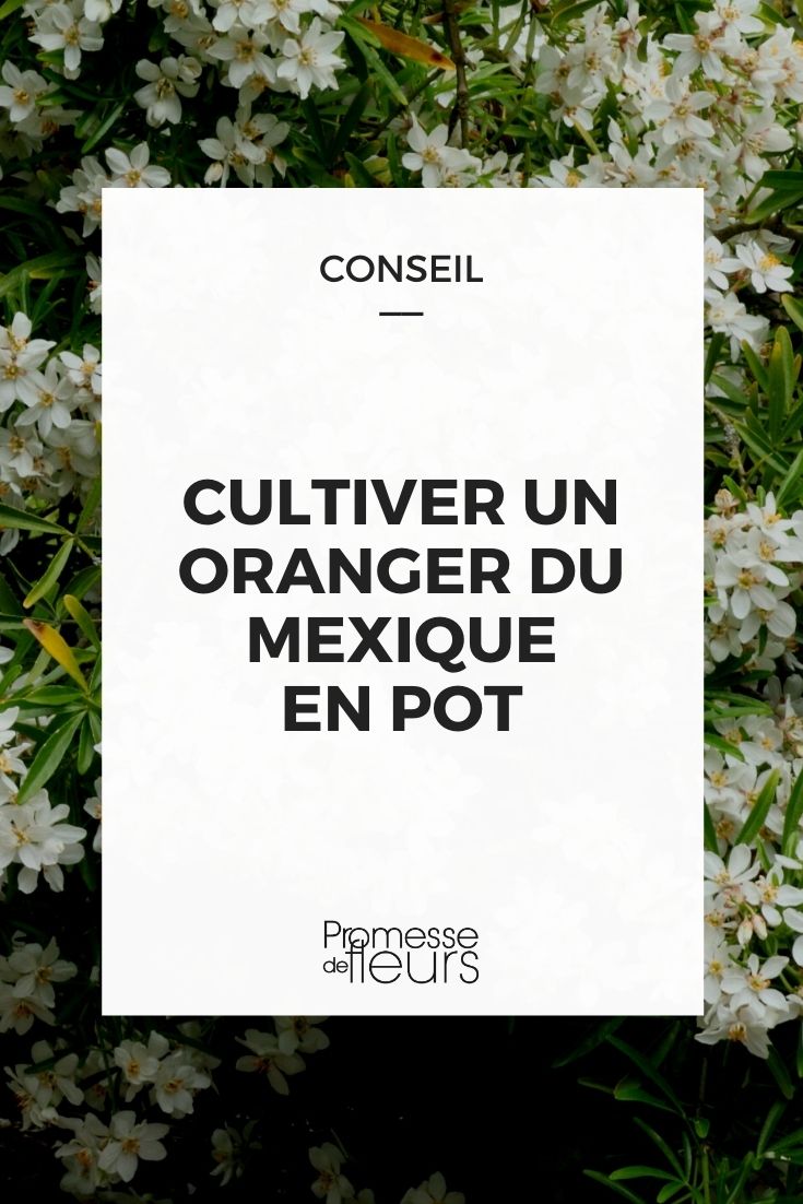 cultivar un choisya en maceta