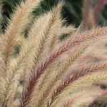 Pennisetum: 7 ideas para combinarlos bien