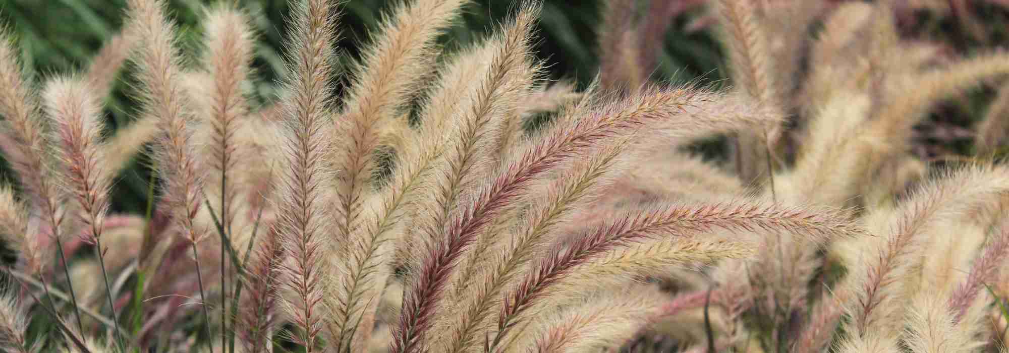 Pennisetum: 7 ideas para combinarlos bien