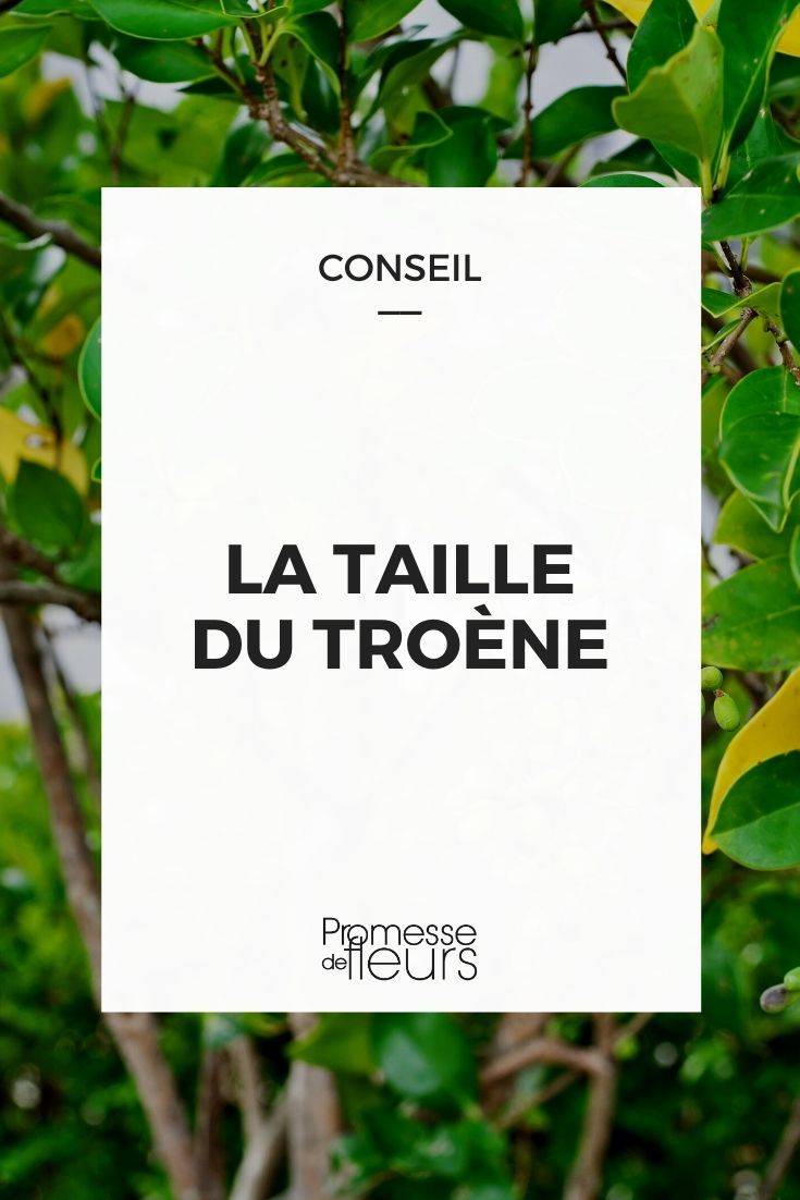 **Cuándo y cómo podar un ligustro**

El ligustro es un arbusto resistente y versátil que se adapta bien a la poda, ya sea para darle forma, mantenerlo compacto o rejuvenecerlo. Aquí te explicamos cuándo y cómo podar tu ligustro para garantizar un crecimiento saludable y estético.

### **Cuándo podar el ligustro**
1. **Poda de mantenimiento**: Realízala a finales del invierno o principios de la primavera, antes de que comience el nuevo crecimiento. Esto permite que la planta se recupere rápidamente.
2. **Poda de formación**: Si deseas darle una forma específica (seto, bola, etc.), hazlo durante la temporada de crecimiento, entre primavera y verano.
3. **Poda de rejuvenecimiento**: Si el ligustro está viejo o descuidado, poda drásticamente a finales del invierno para estimular un nuevo crecimiento.

### **Cómo podar el ligustro**
1. **Herramientas necesarias**: Usa tijeras de podar afiladas y desinfectadas para ramas pequeñas, y una sierra de podar para ramas más gruesas.
2. **Poda de mantenimiento**:
   - Elimina las ramas muertas, enfermas o dañadas.
   - Recorta las ramas que sobresalgan para mantener la forma deseada.
   - Corta justo por encima de un brote o nudo para fomentar un crecimiento denso.
3. **Poda de formación**:
   - Recorta regularmente las puntas de las ramas durante la temporada de crecimiento para mantener la forma.
   - Usa una guía o plantilla si deseas una forma geométrica precisa.
4. **Poda de rejuvenecimiento**:
   - Corta las ramas principales a unos 30-50 cm del suelo.
   - Elimina las ramas viejas y débiles para permitir que broten nuevas y vigorosas.

### **Consejos adicionales**
- Riega y abona el ligustro después de la poda para ayudarle a recuperarse.
- Si usas el ligustro como seto, poda los laterales en forma de "A" (más anchos en la base) para permitir que la luz llegue a todas las partes de la planta.

Con estos consejos, tu ligustro lucirá sano, frondoso y bien cuidado durante todo el año. ¡Manos a la obra! ????✂️