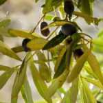 ¿Cómo y cuándo podar un olivo en tallo?