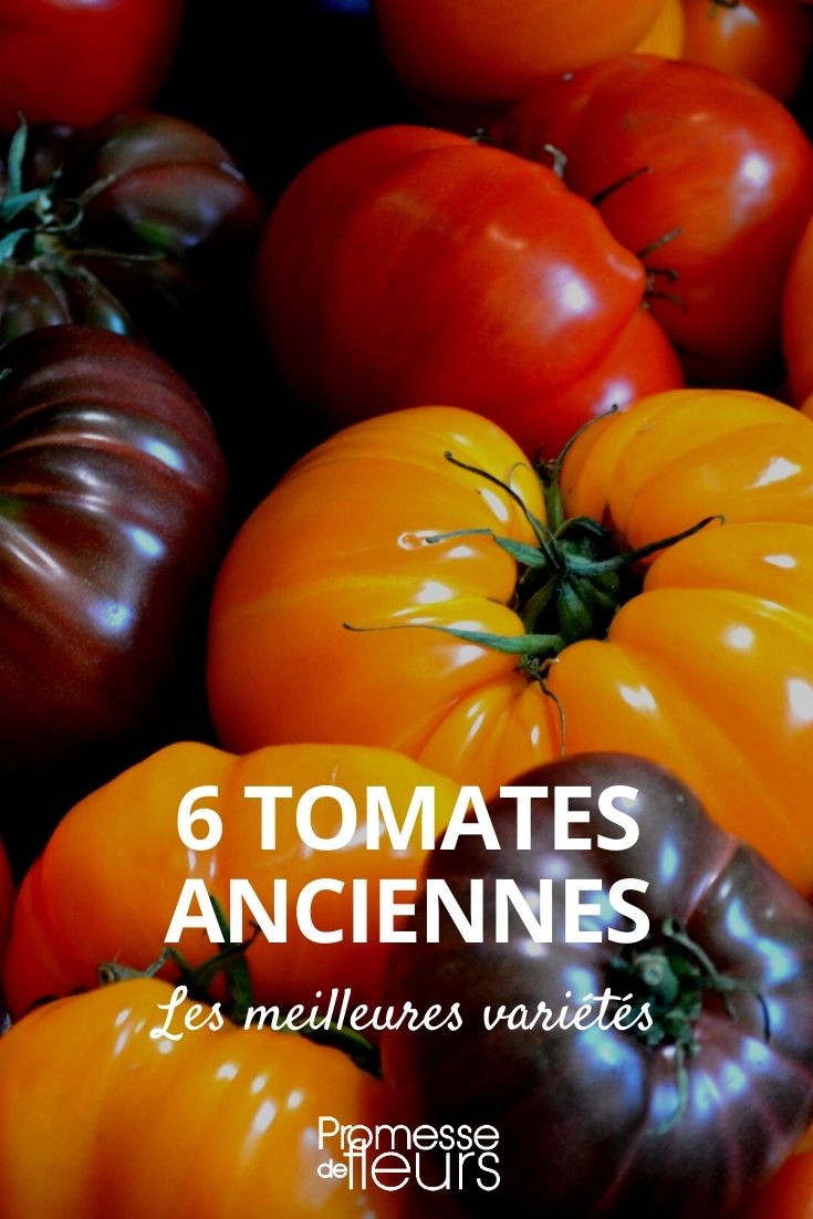tomate antigua tomates antiguas
