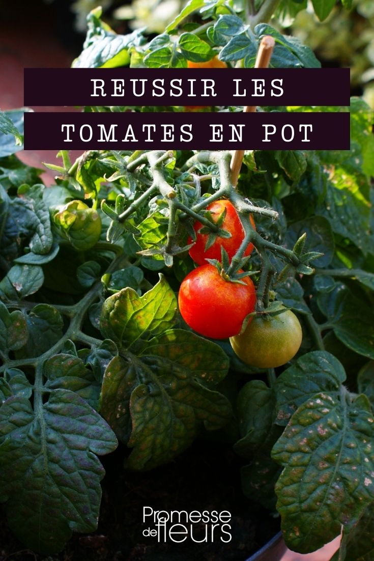 cómo cultivar tomates en maceta con éxito